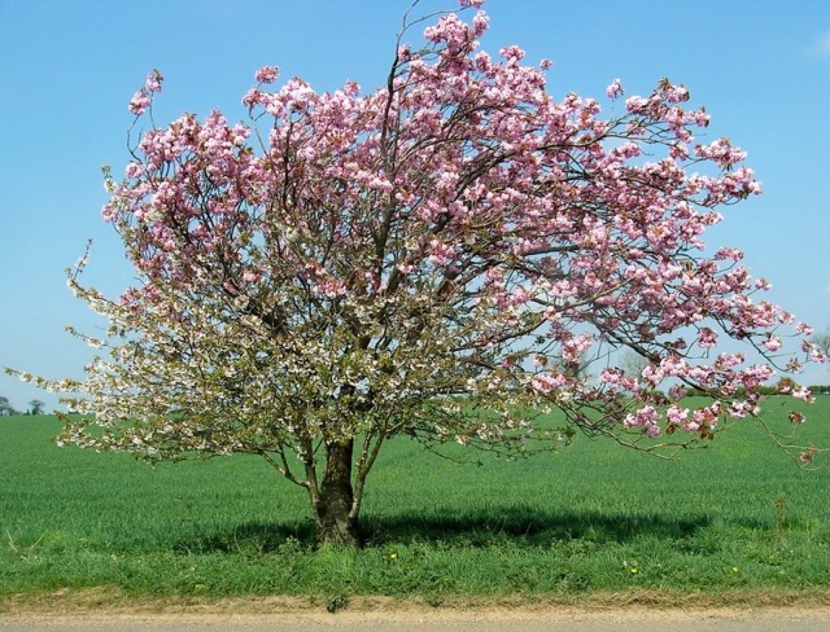 You are shown an apple tree in full blossom. A single named apple variety, planted alone with no other variety anywhere nearby, has bloomed beautifully this spring. Will it set a real commercial crop of fruit?