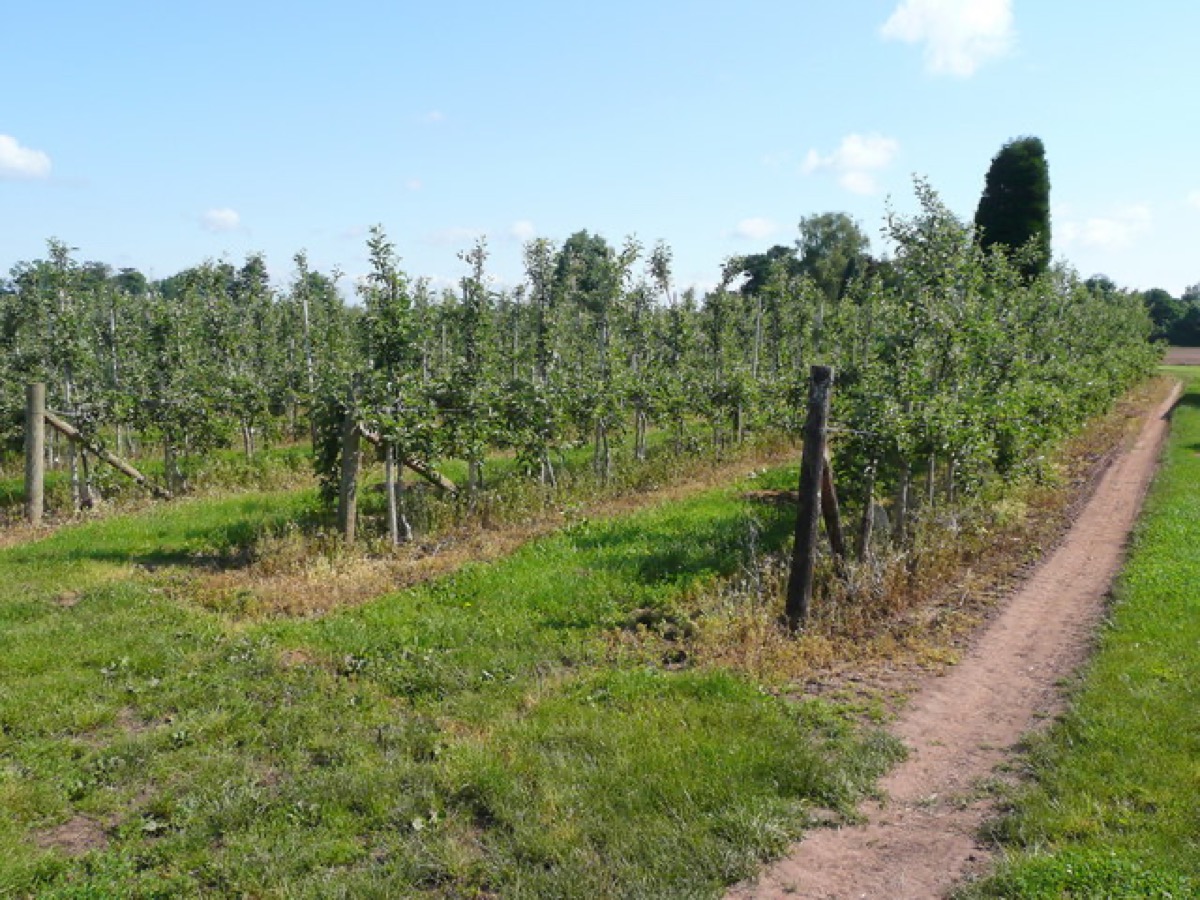 A dessert apple orchard planted on dwarfing rootstocks, showing rows of small, closely spaced trees.