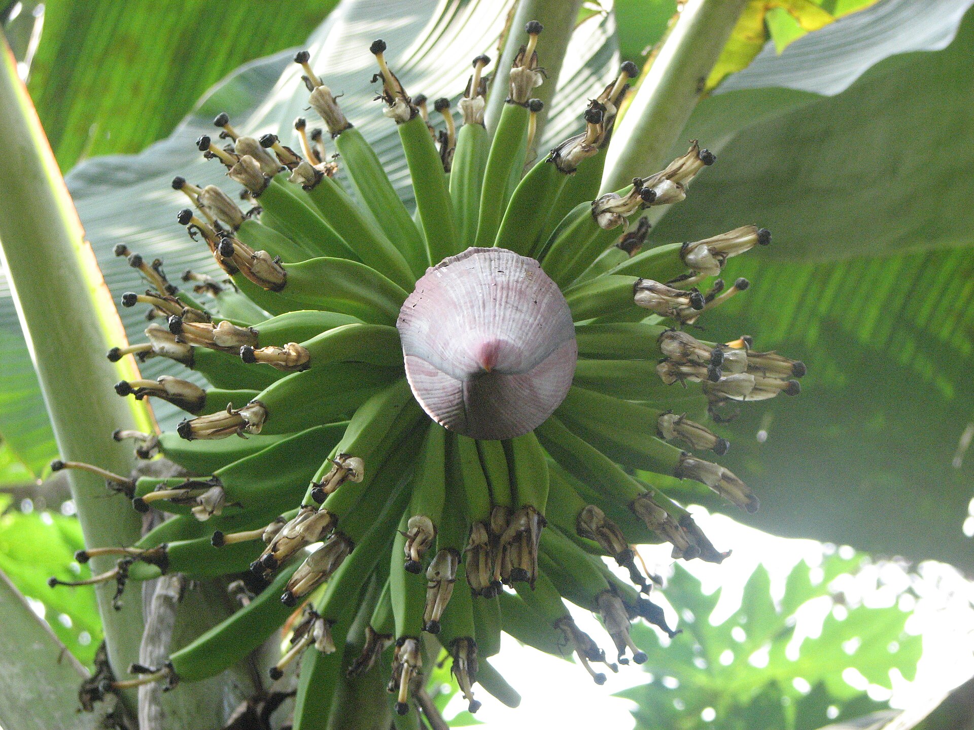 What is the large purple pointed thing hanging below the fruit, and what should you do with it?