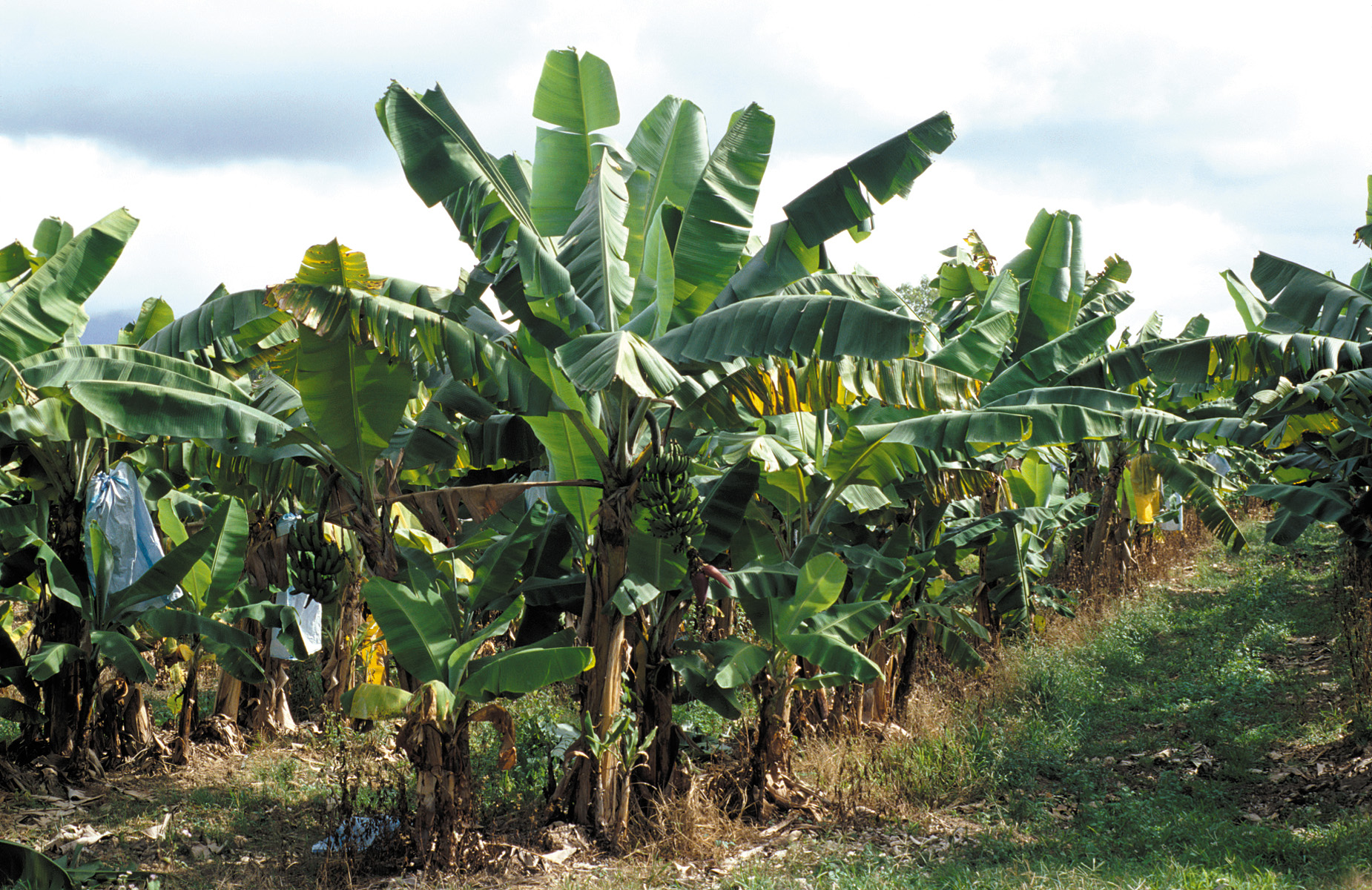 A banana plantation with tall banana plants in rows, each with a smooth single trunk and a crown of very large leaves.