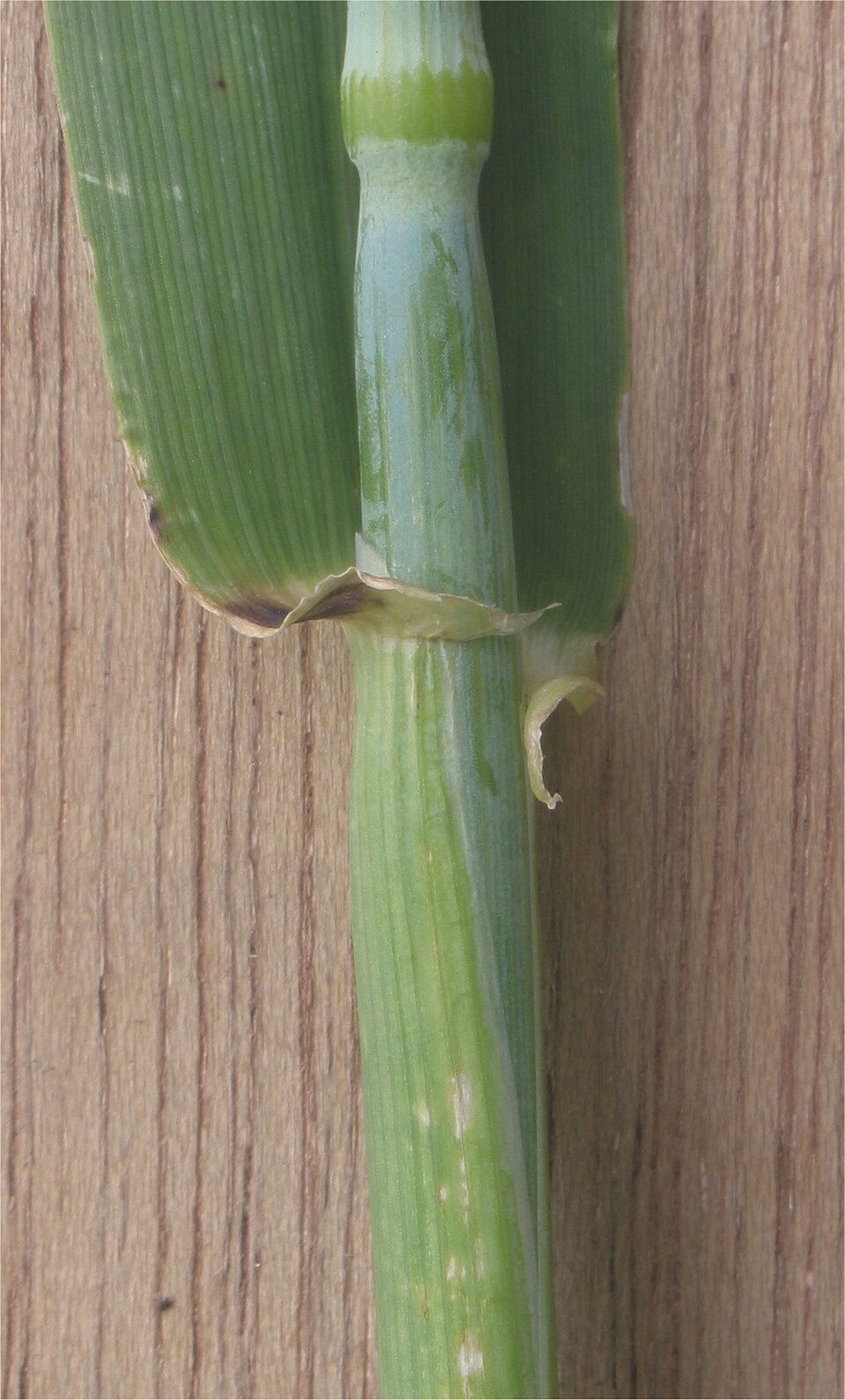 You are told this seedling is barley, wheat or oats, and only the leaf is in front of you. Which single feature tells barley apart fastest?