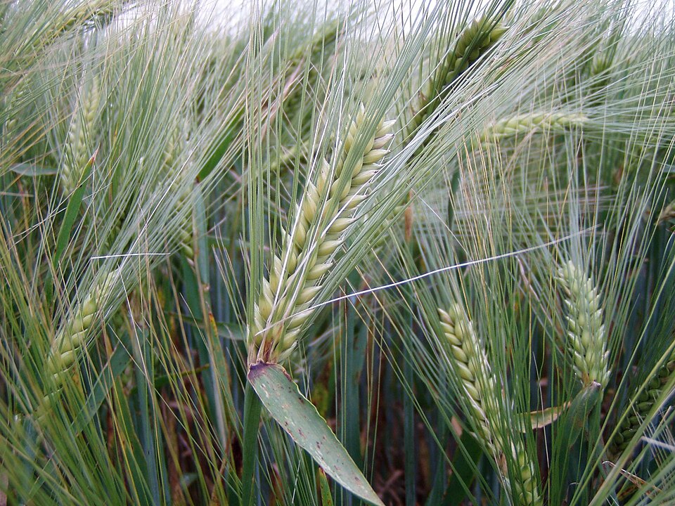 This whole, mature ear at full growth, just before ripening, still shows all its rows of well-formed heads clearly. What growth stage and row type is this?