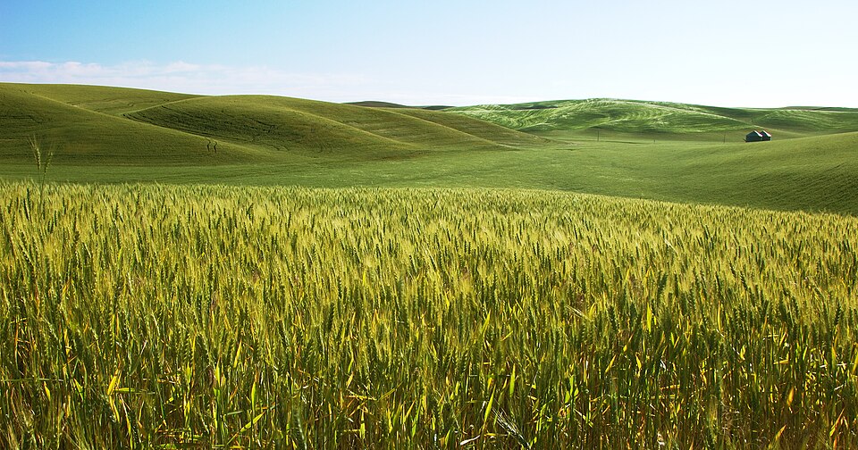 A field of ripening golden barley in the Palouse region of the United States.