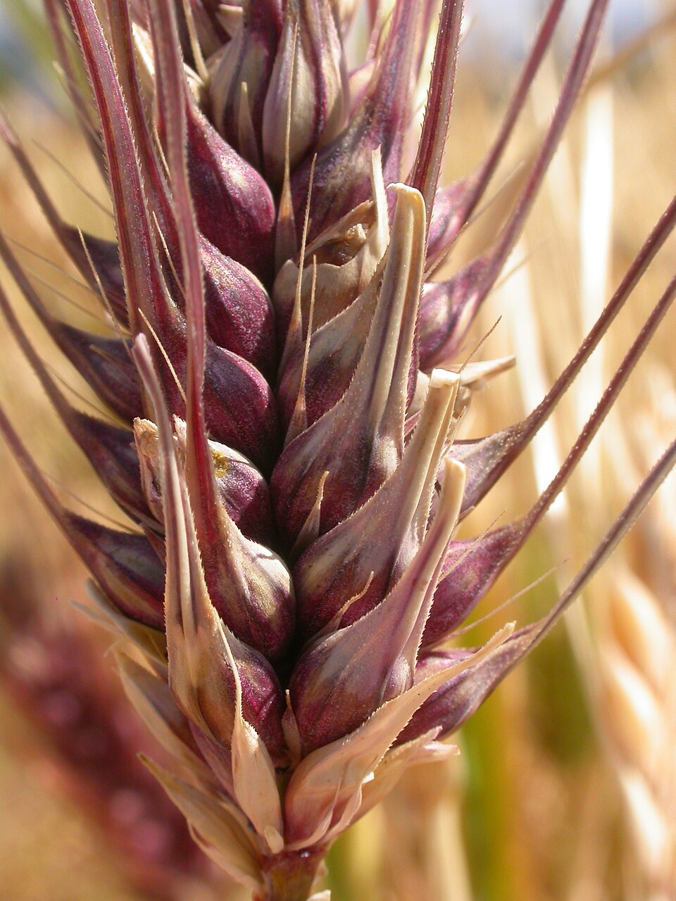 This mature ear has grain packed densely all the way around a thick, dense head. Two-row or six-row barley?