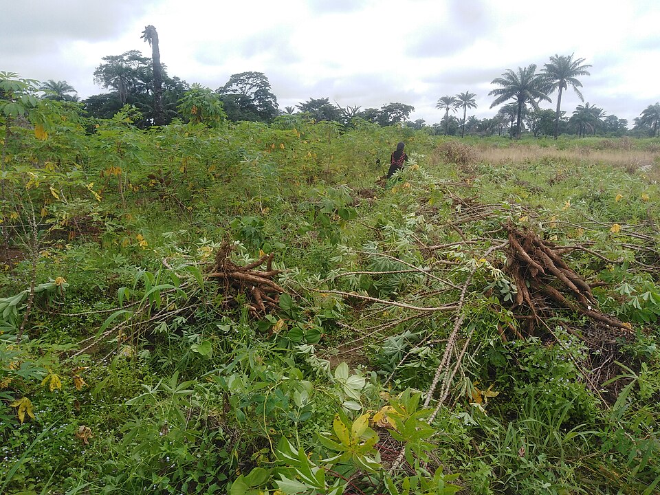Which crop is this field of, and what kind of plant is it?