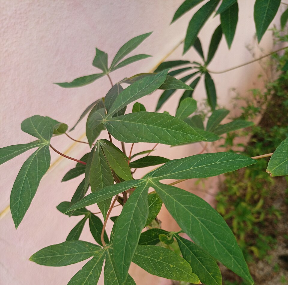 Close view of healthy green cassava leaves, each split into several long finger shaped lobes joined at one point on a long reddish stalk.