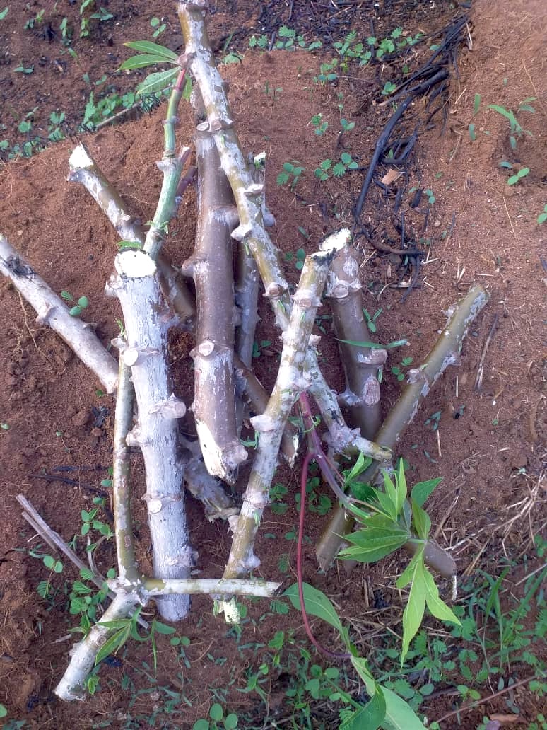 Which crop is planted from pieces of stem instead of from seed?