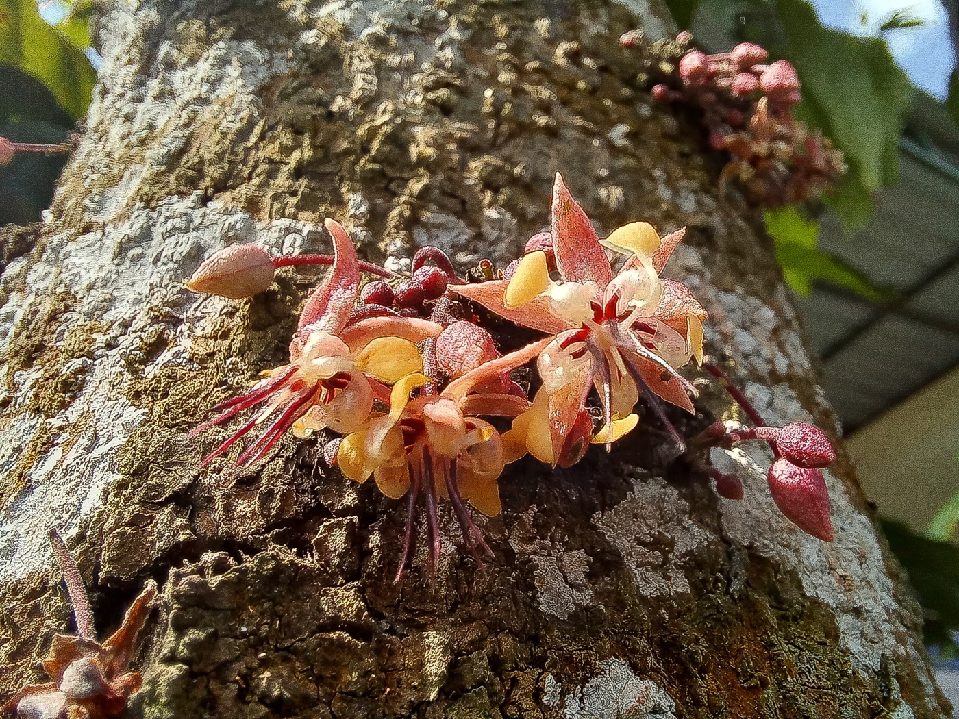 What is this small flower growing on the trunk, and why does it matter?