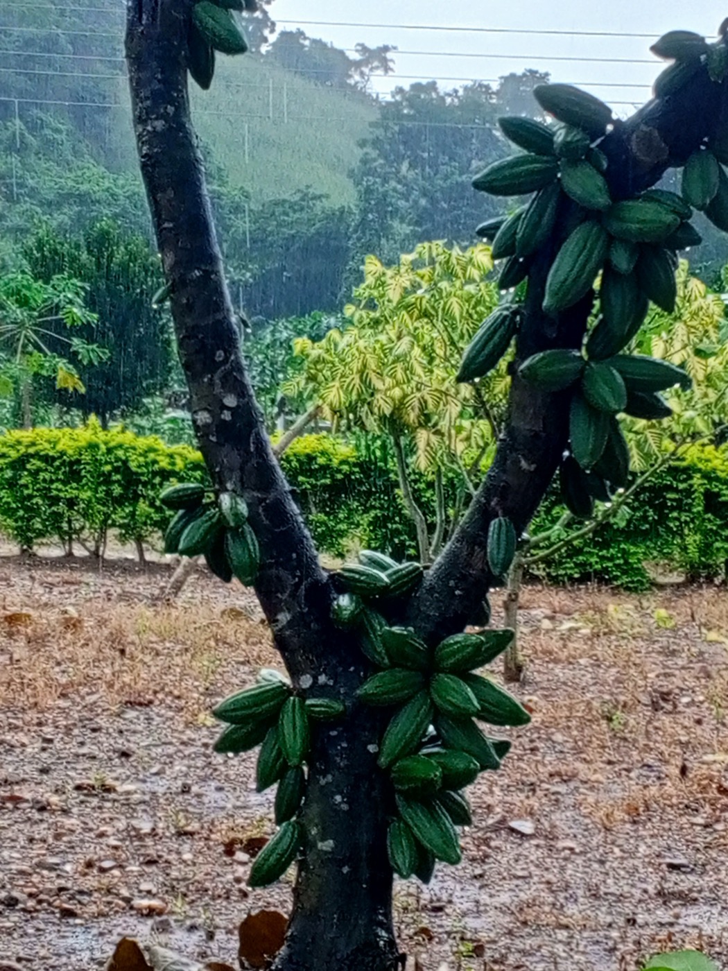 A cocoa tree with colourful pods growing directly from its trunk and older branches.