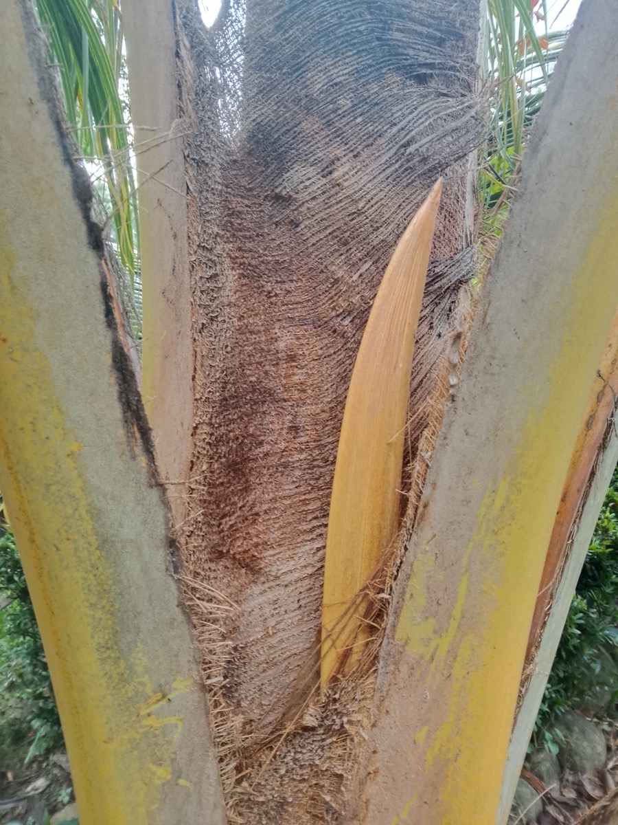 You are shown the spathe (the woody sheath enclosing a developing inflorescence) of a Malayan Yellow Dwarf palm. What does this variety's own biology tell you about how it is pollinated?
