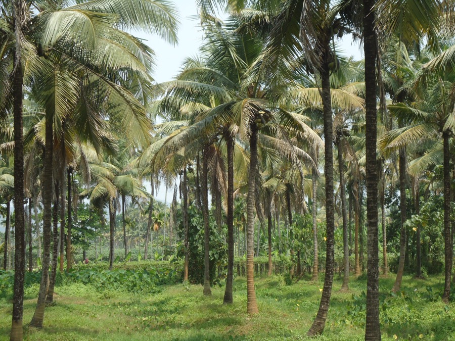 A coconut farm with tall palms in Kerala, India.