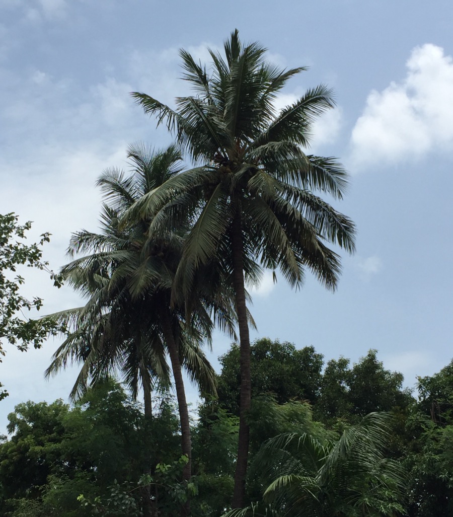 This mature palm stands well over 20 metres tall with a thick, grey, ringed trunk. Is this most likely a Tall, Dwarf or Hybrid variety, and why does the answer matter?