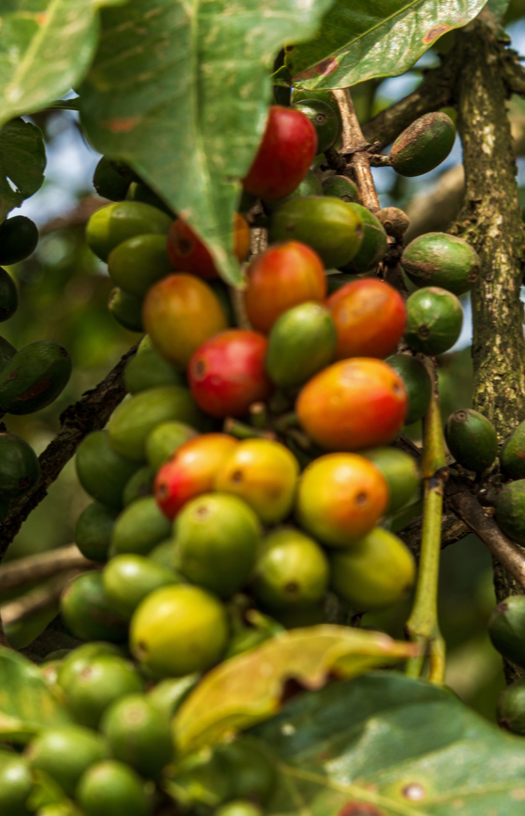 Are these cherries ready to pick?