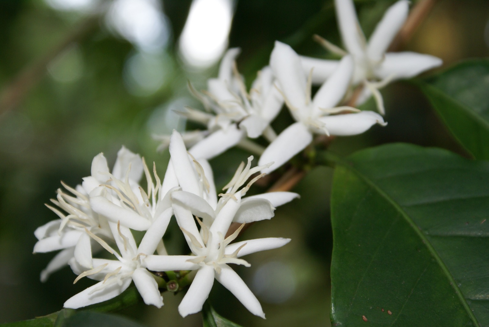 What is this flower, and why does it matter?