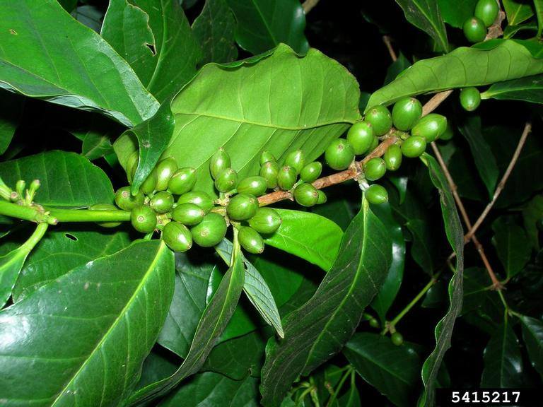 A healthy coffee plant showing glossy green leaves and clusters of coffee cherries growing along the stem.