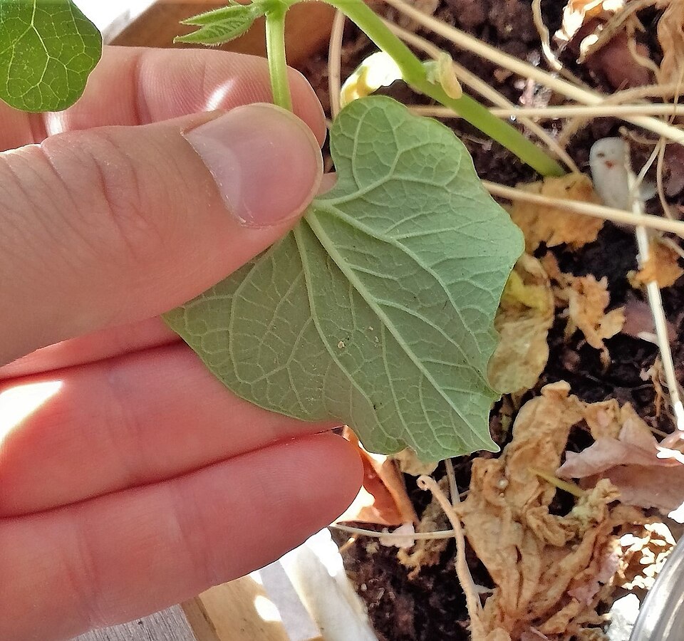 Why should you turn a bean leaf over, and what are you looking for underneath?