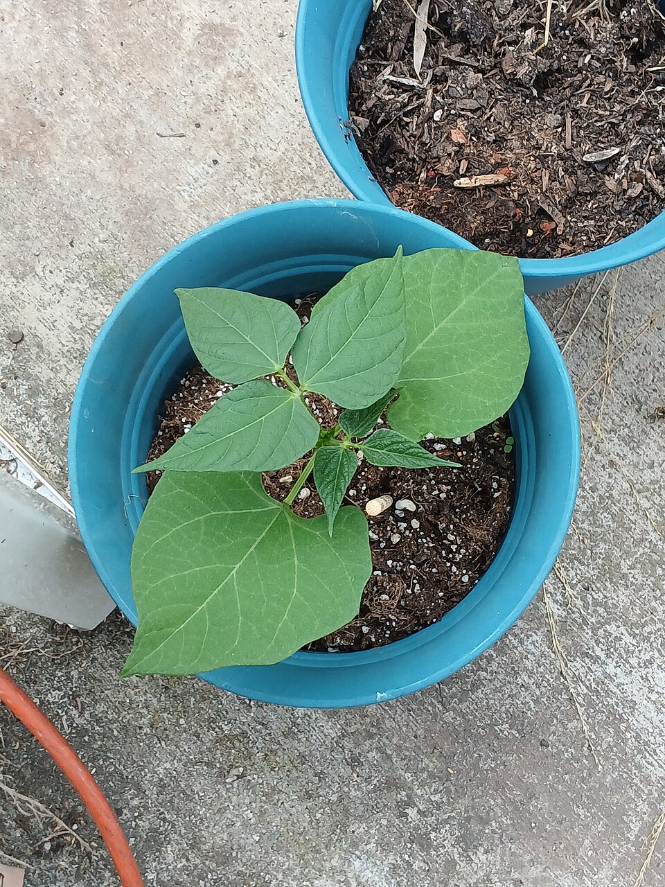 A young common bean plant in a pot showing several trifoliate leaves, each made of three broad pointed leaflets on one stalk.