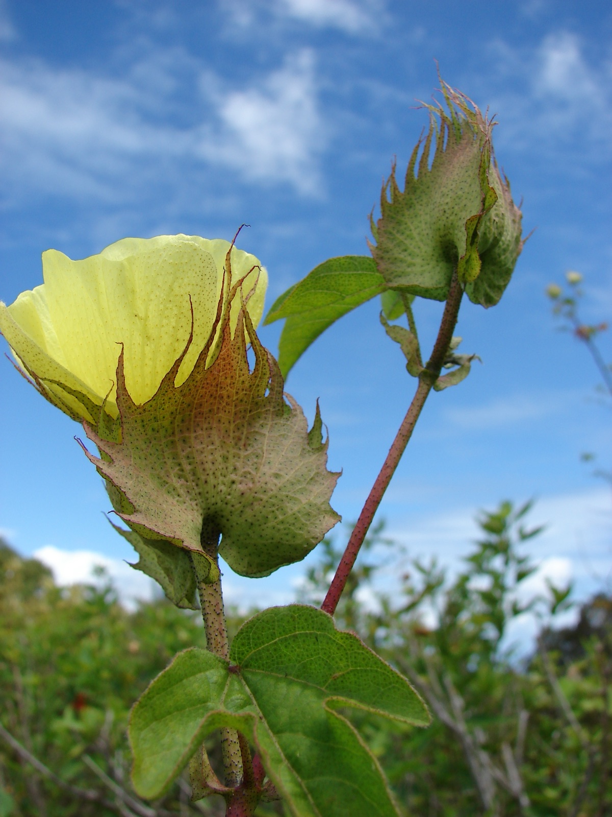 Is this upland cotton or extra-long-staple cotton?