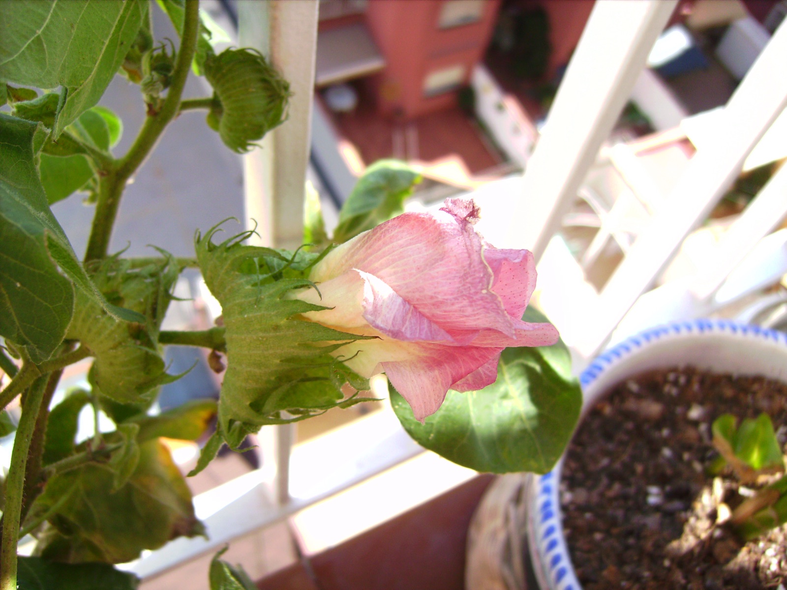 A cotton plant showing broad lobed leaves and an open cream-coloured flower.