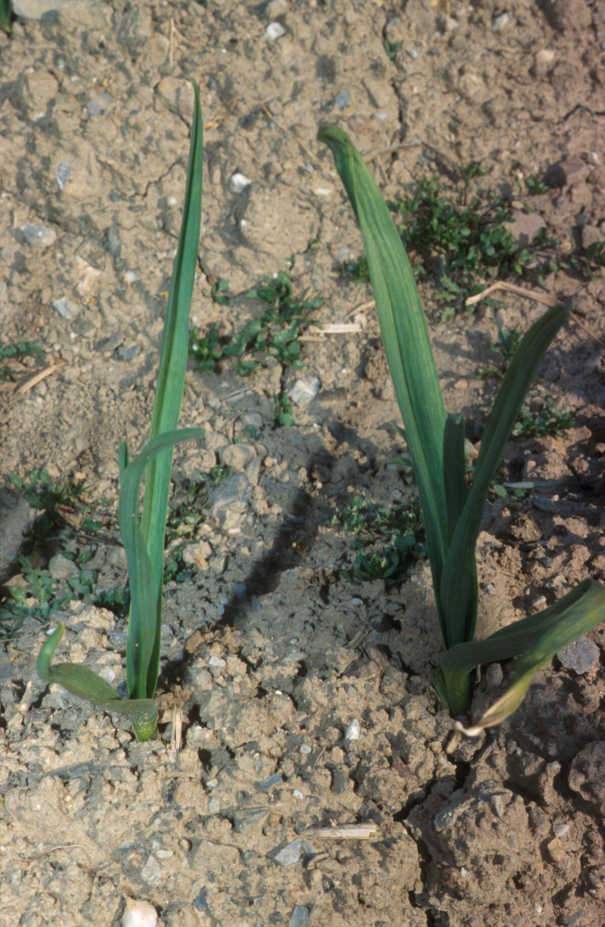 A garlic crop growing in the field, with upright flat leaves rising from each plant.