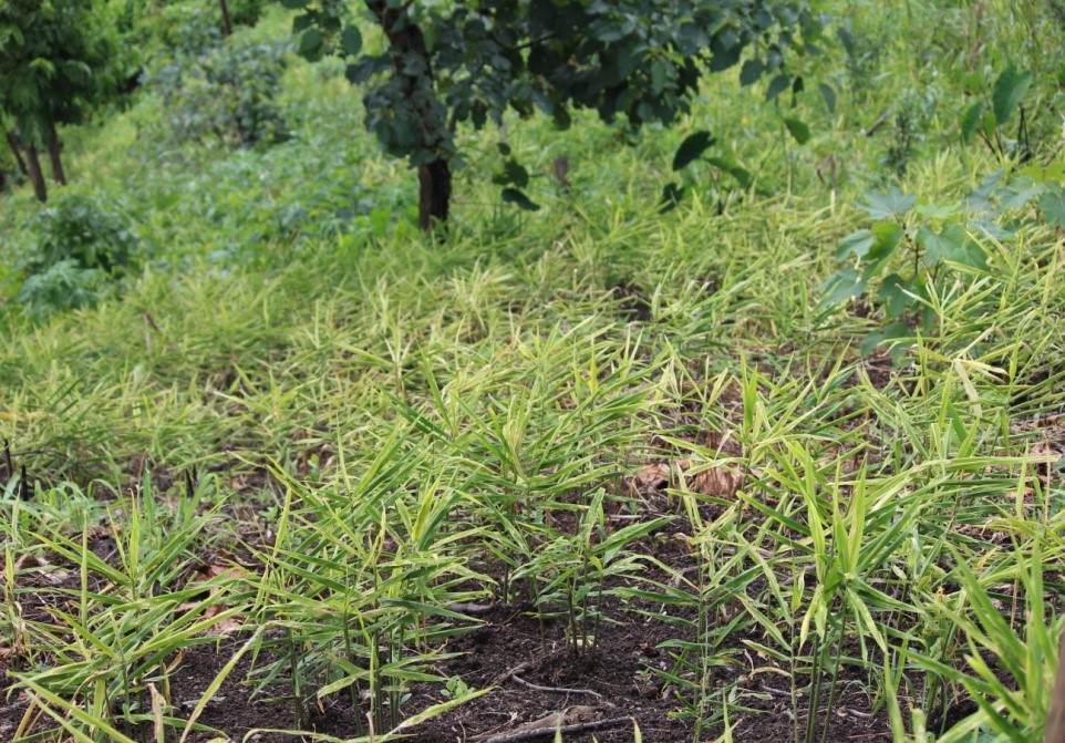 A ginger crop growing in the field, upright leafy shoots in rows.