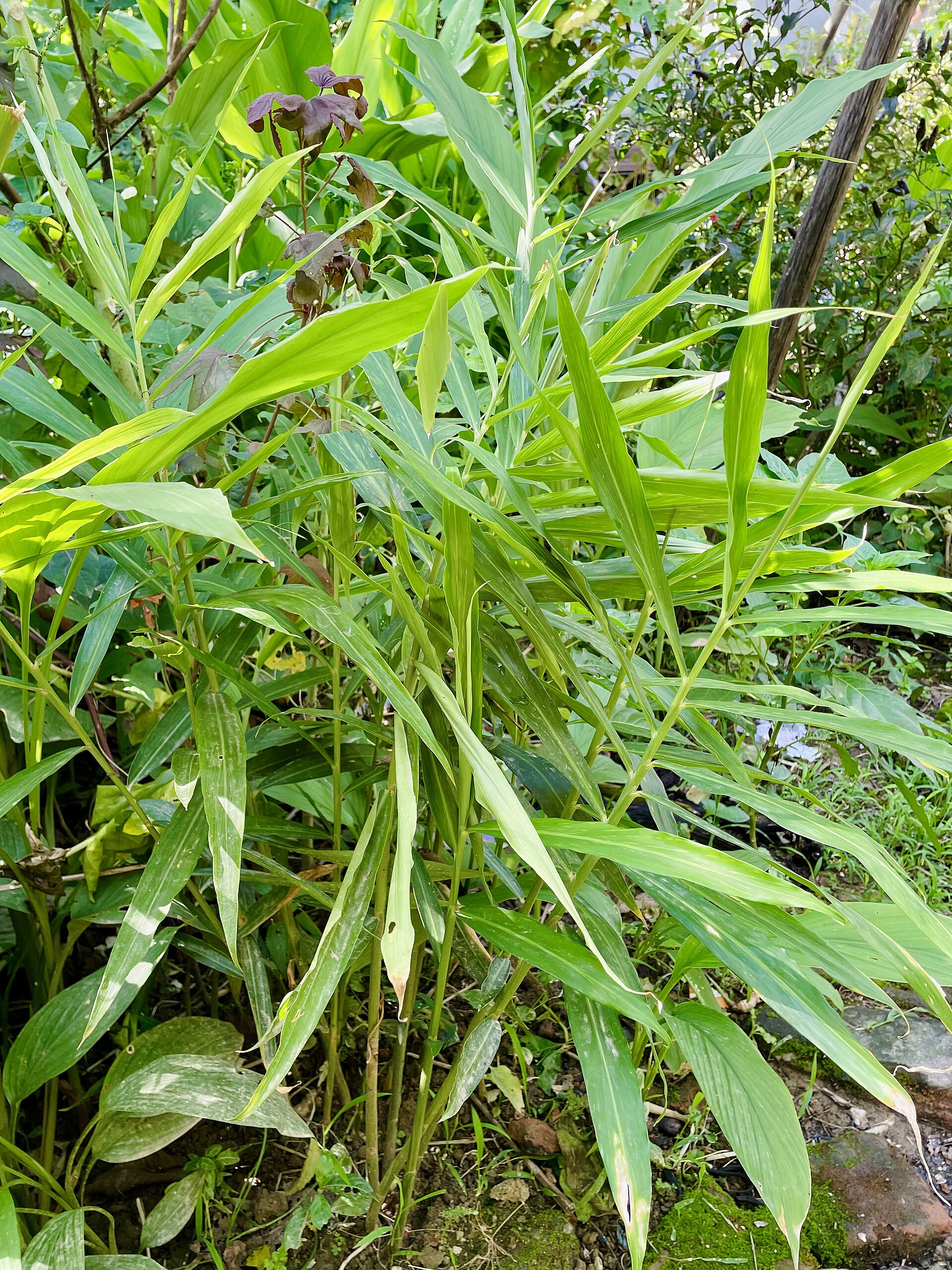Shoots are yellowing from the base and the plant pulls away easily. What is it?