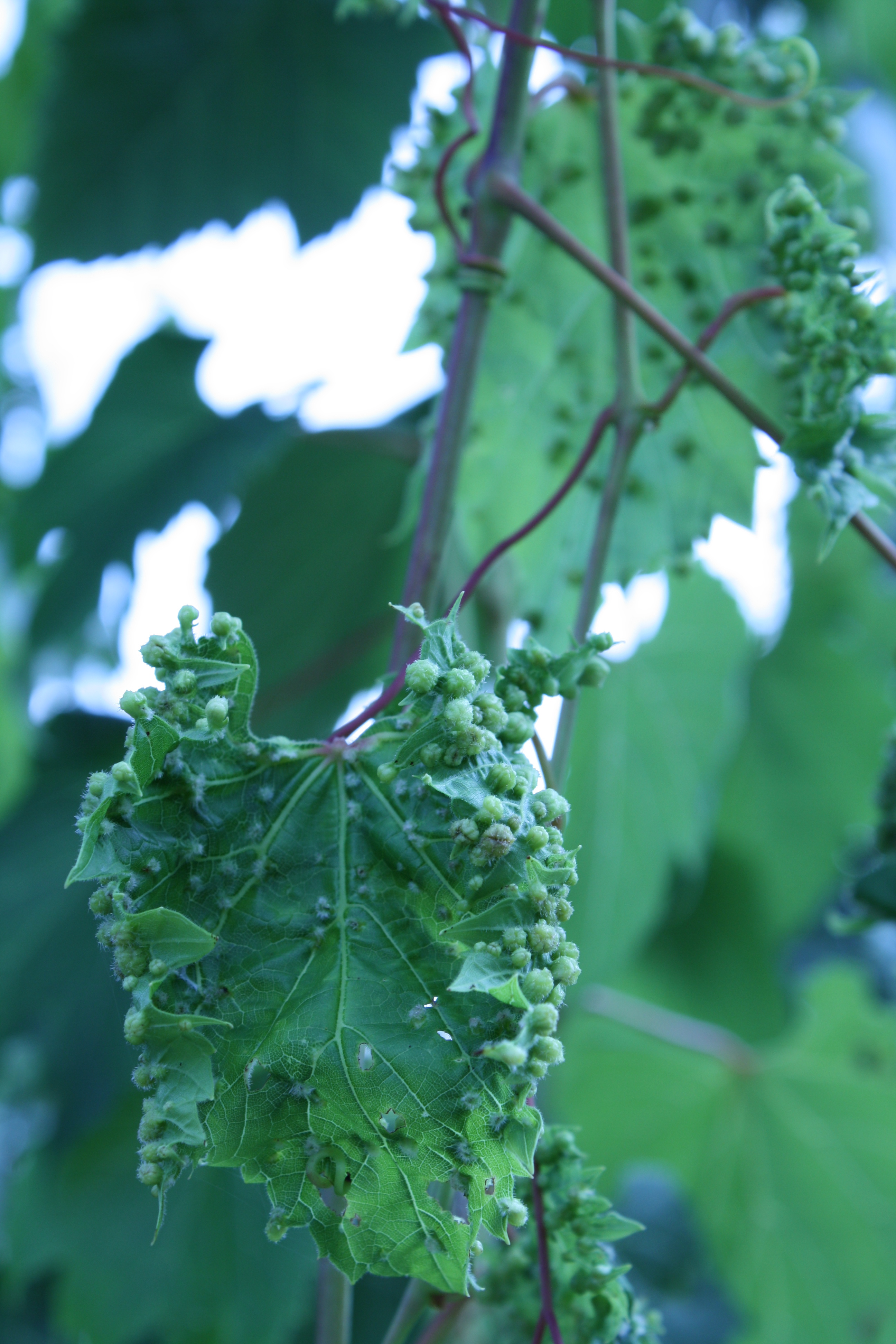 You are shown a grape leaf with small, wart-like galls on its surface. What real historical event does this pest's presence connect to, and why does it matter to almost every vineyard in the world today even where the pest itself is not currently active?