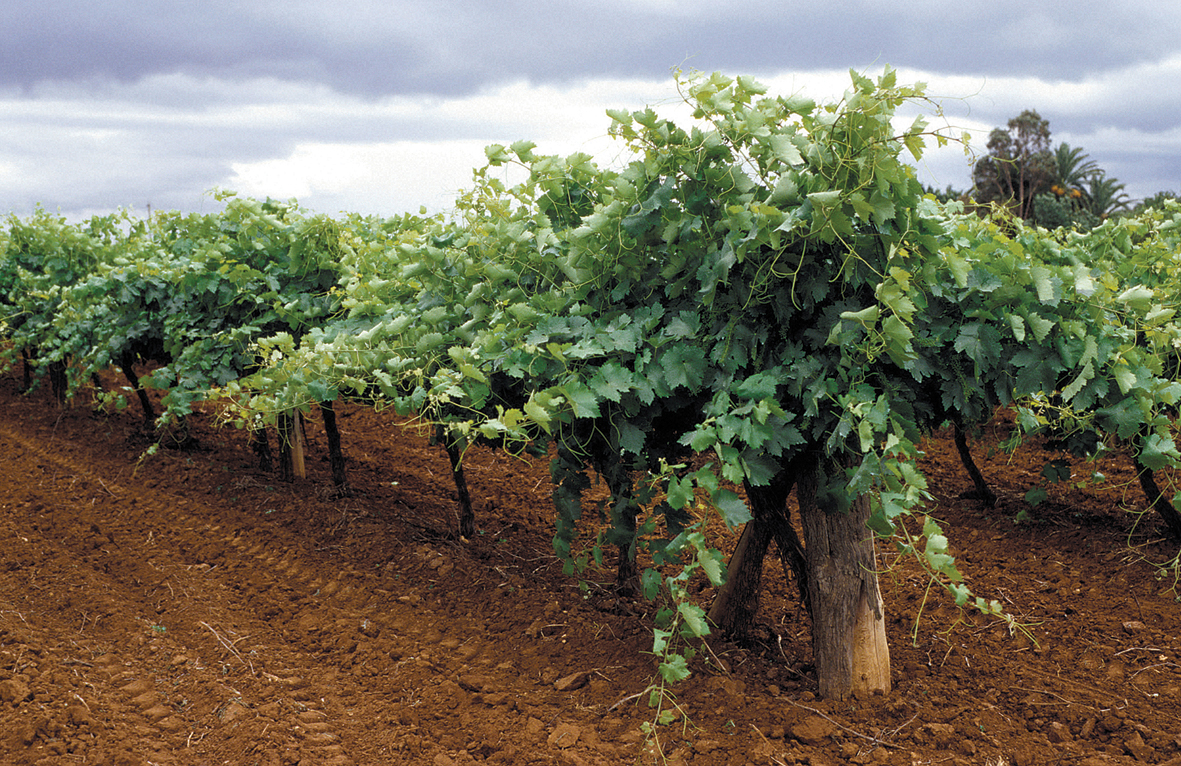 You are shown several different named grapevine rootstock varieties displayed together, released by a plant-breeding programme. Why does a grower need to think about the rootstock at all, separately from the grape variety they actually want to eat or make wine from?