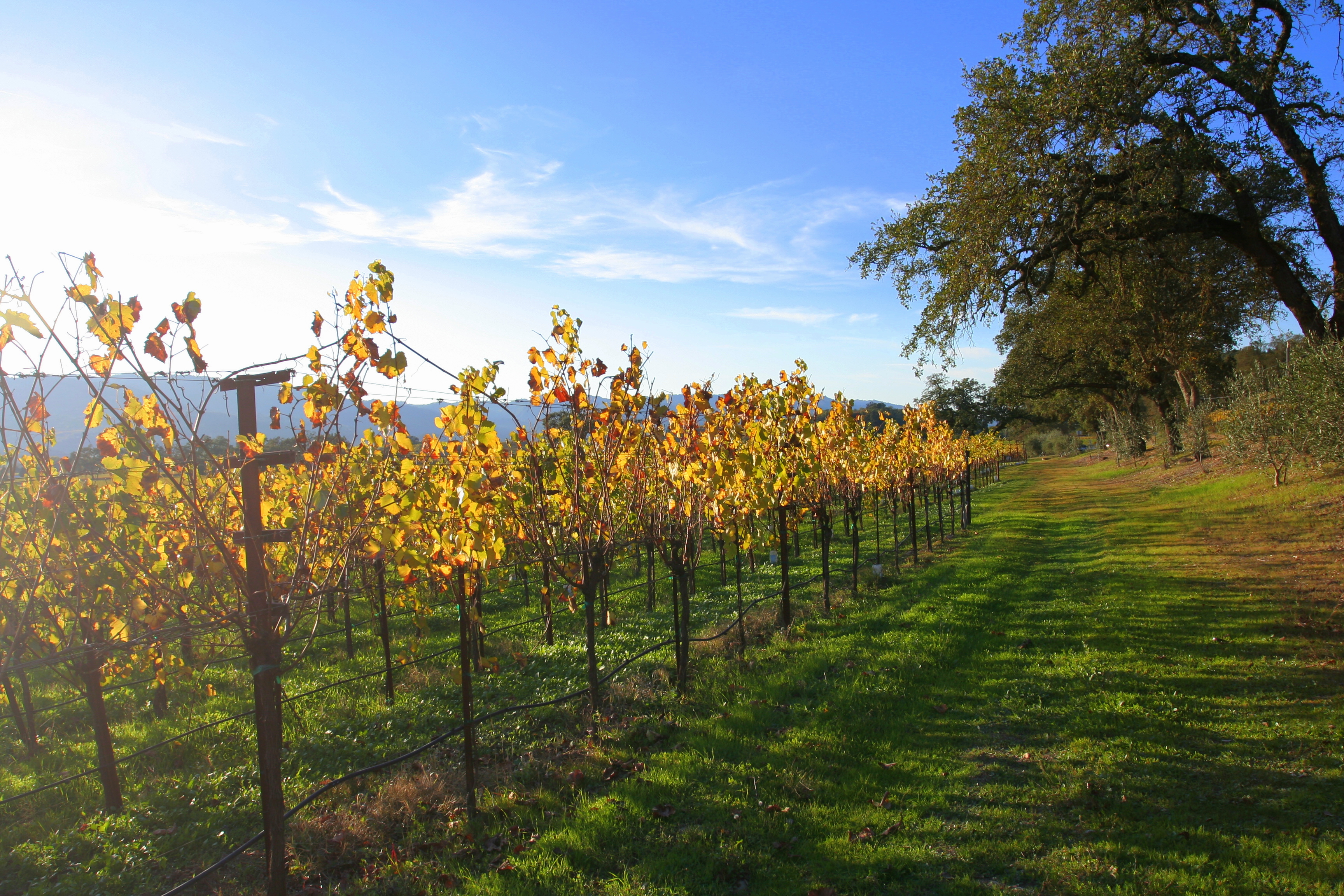 Grapevines trained onto a wire trellis with irrigation tubing running along the row underneath.