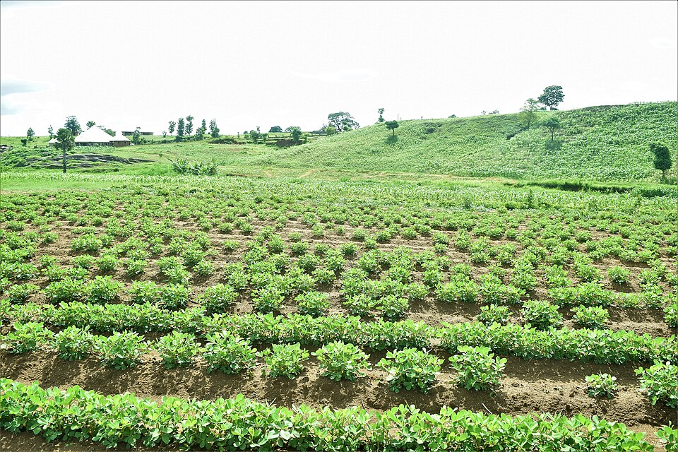 A green groundnut field growing in rows, Kaduna State, Nigeria.