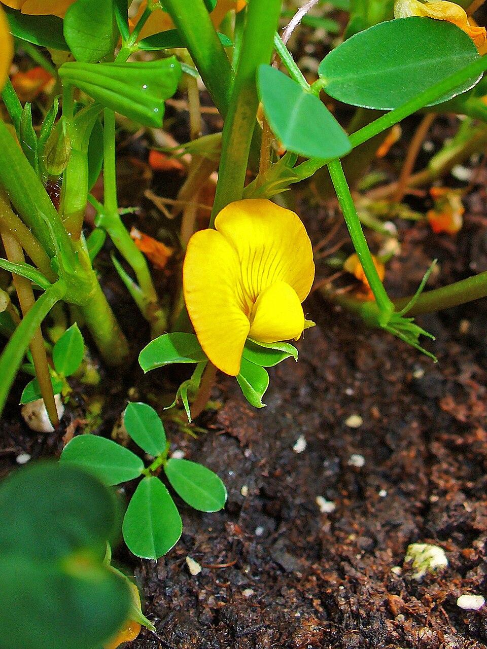 Which crop's flower is this?