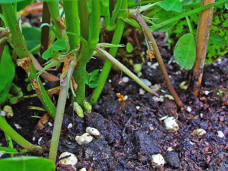 What is this stalk growing downwards into the soil, and why does it matter more than anything else on the plant?