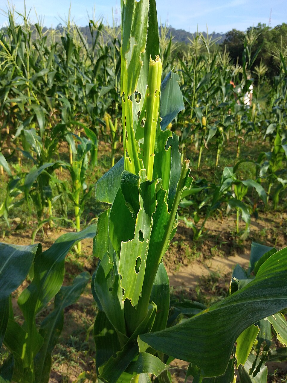 Which crop is this, and what has happened to the leaf?