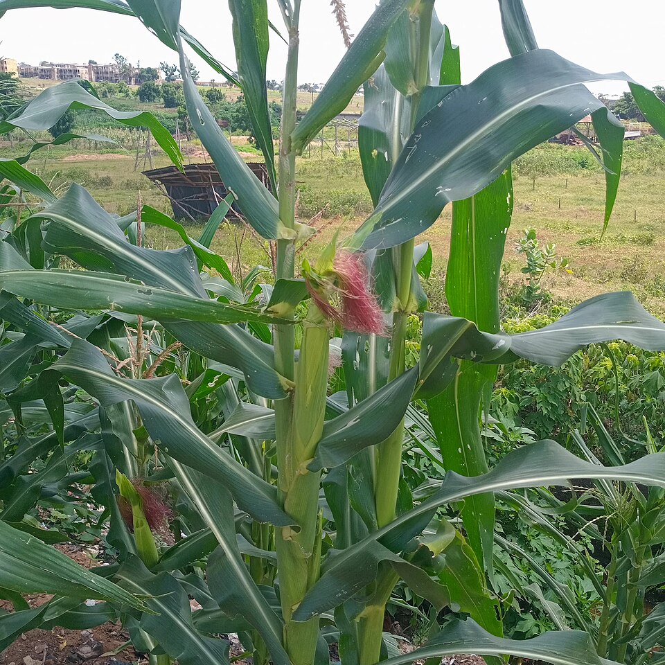 Which crop is this grown plant, and where is its grain?