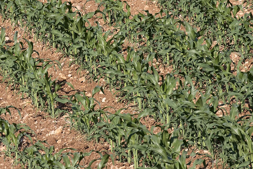 Rows of young maize seedlings a few weeks old growing in a field.