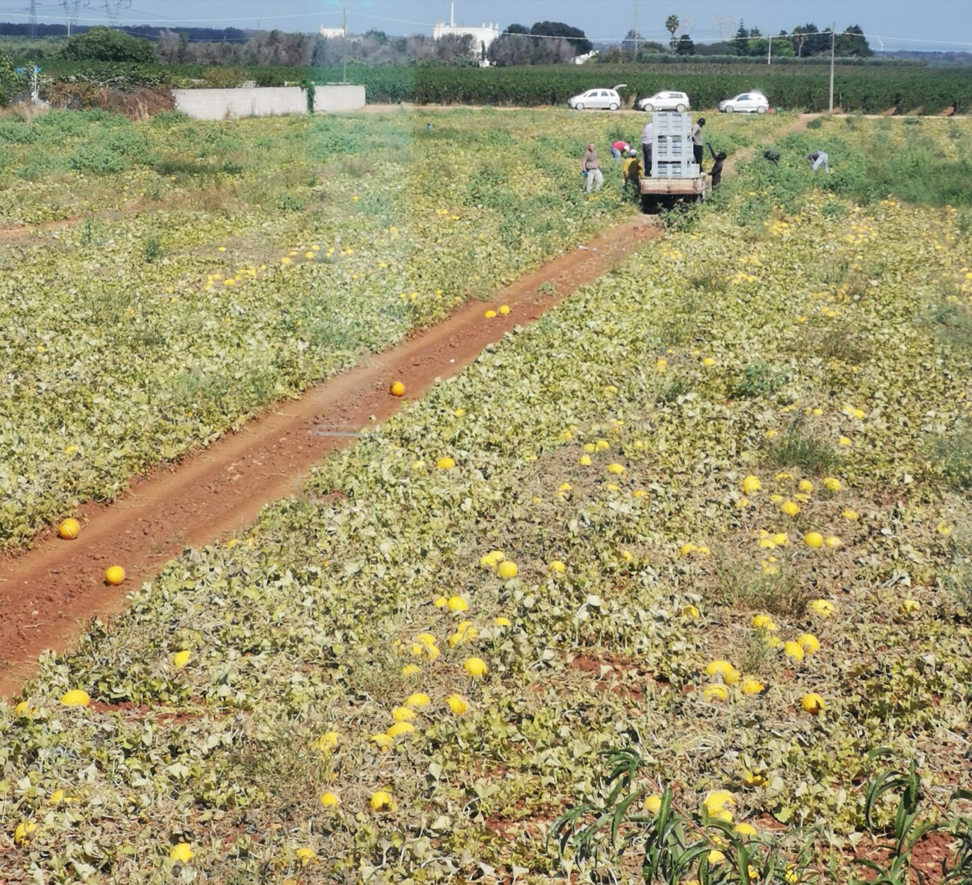 A cultivated melon field in Italy, with trailing vines spreading across the ground.