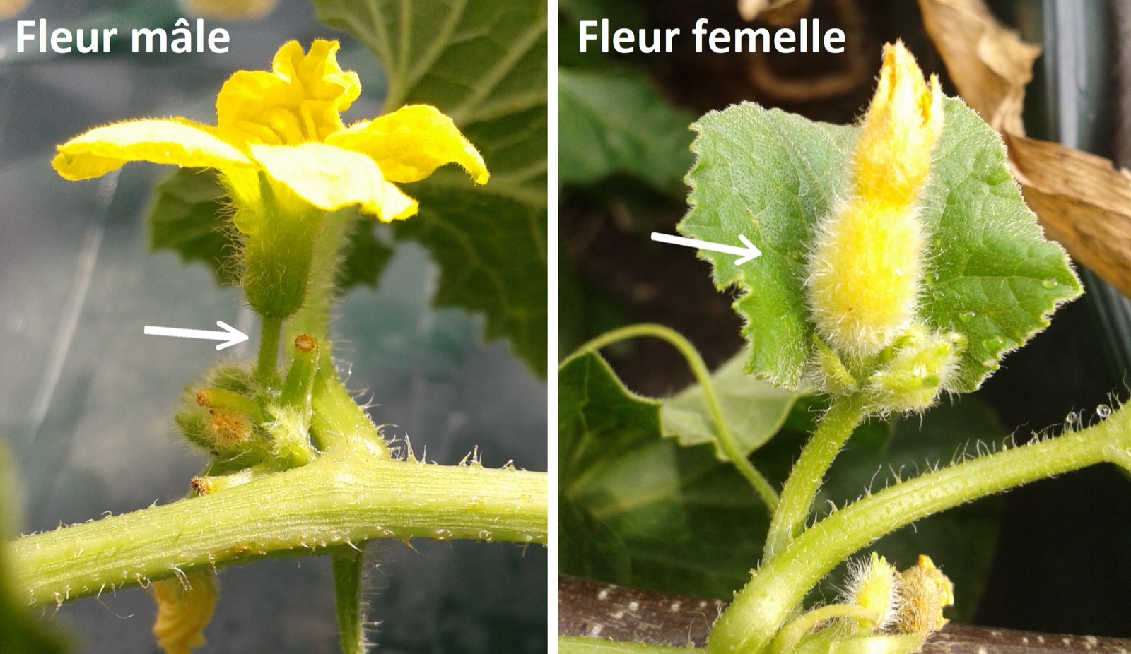 What are these flowers, and how do you tell which one will become fruit?