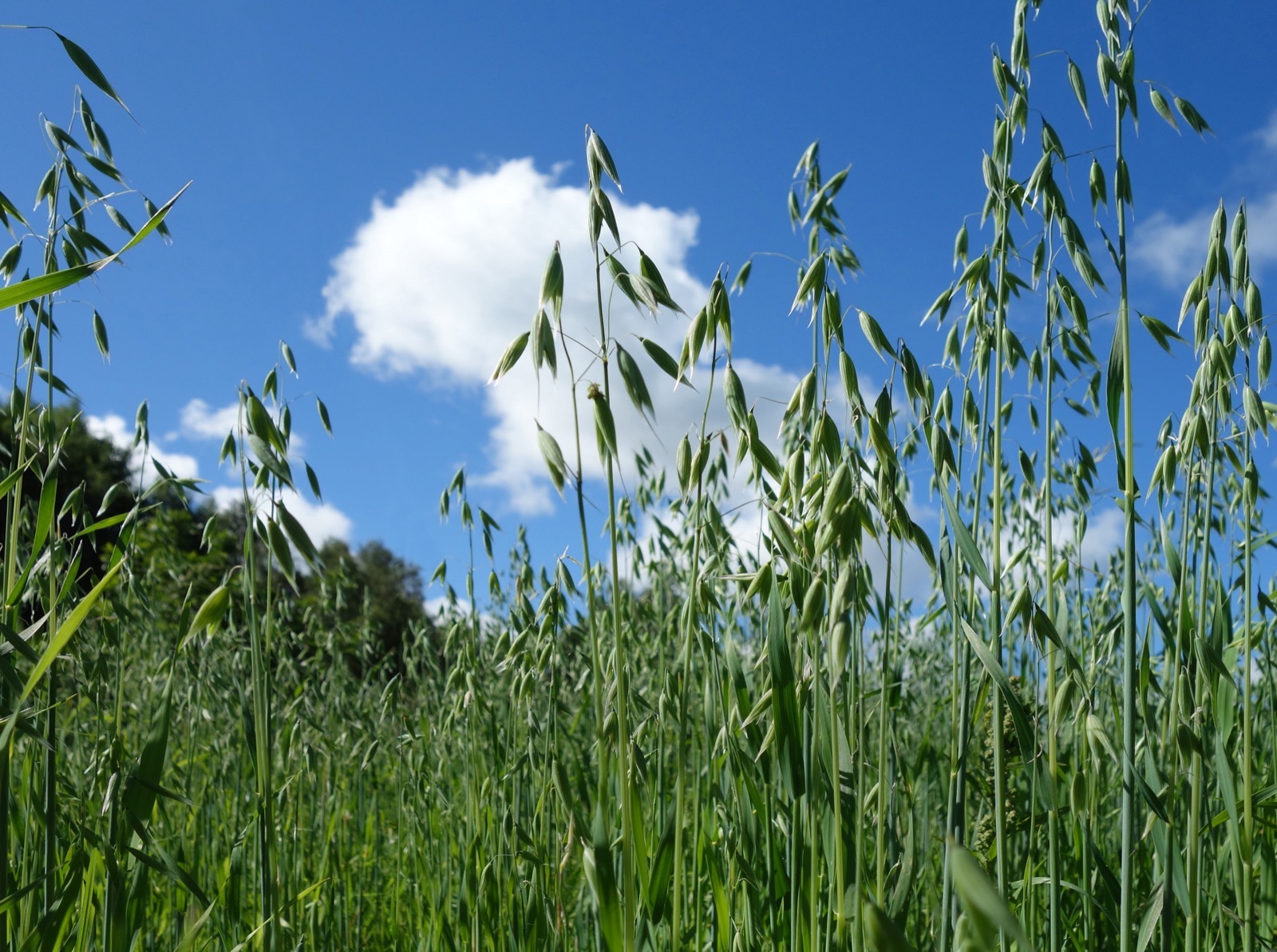 A green oat field, plants at a mid-vegetative growth stage before the panicle has emerged.