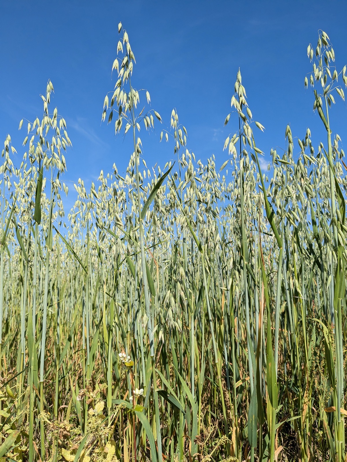 Whose seed head is this?
