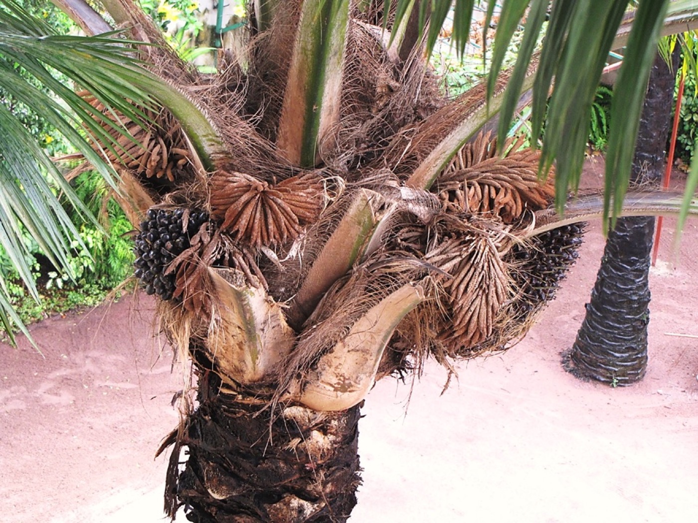 A mature African oil palm tree with large, dense bunches of ripening reddish-orange fruit held against the trunk beneath the crown.