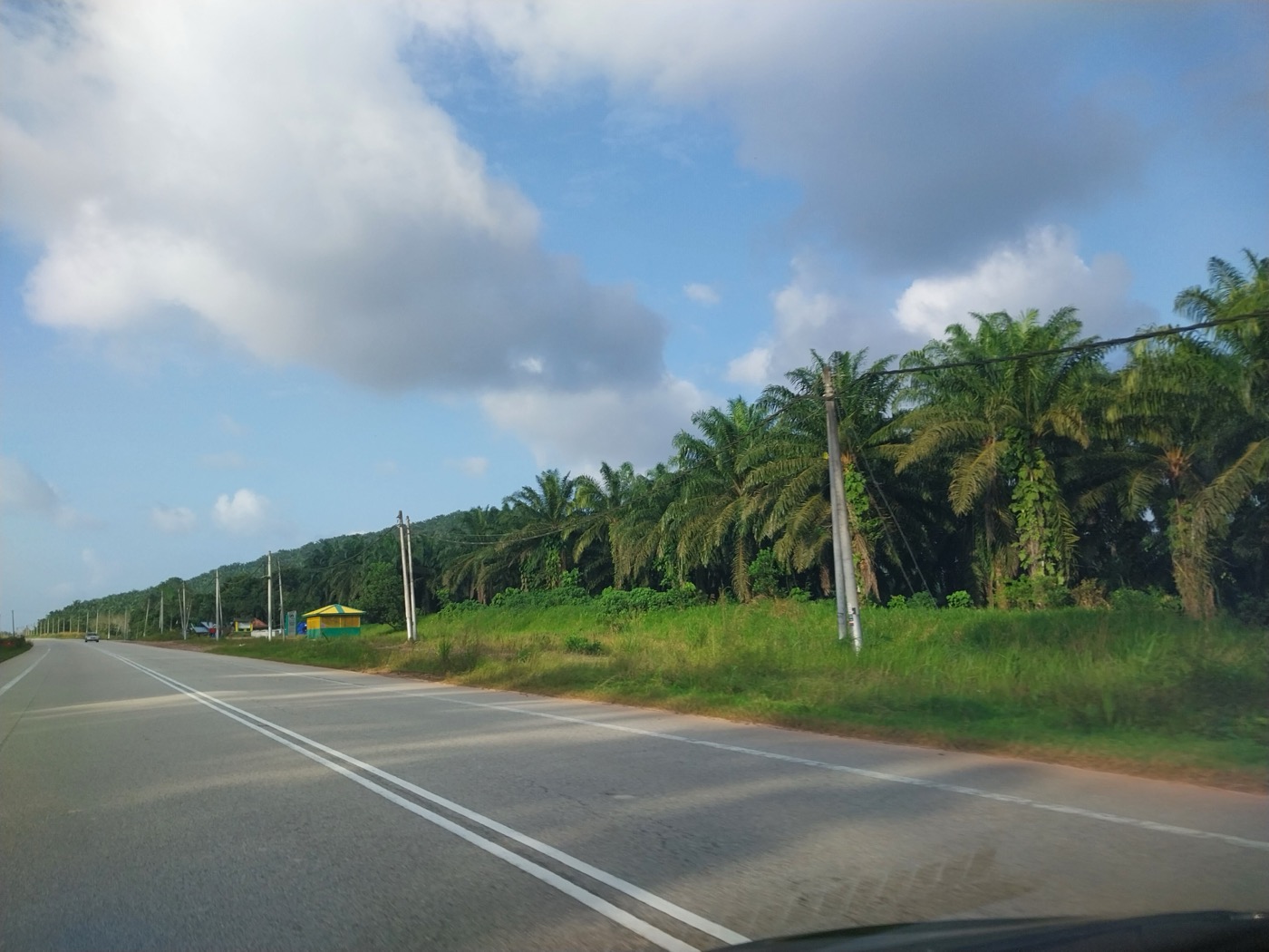 What kind of planting is this, with palms of consistent height planted in regular rows across open, cleared land?