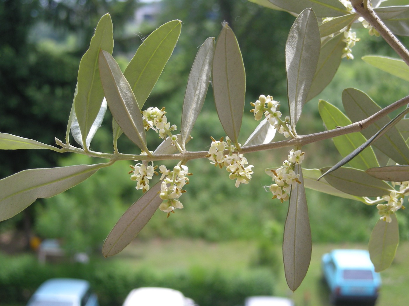 What is this small, cream-white flower growing in a branched cluster among grey-green leaves?