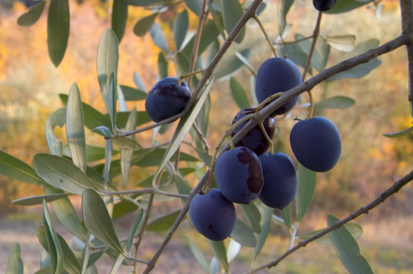 What are these small, oval green fruits still attached to the branch by a short stem, growing among narrow grey-green leaves?