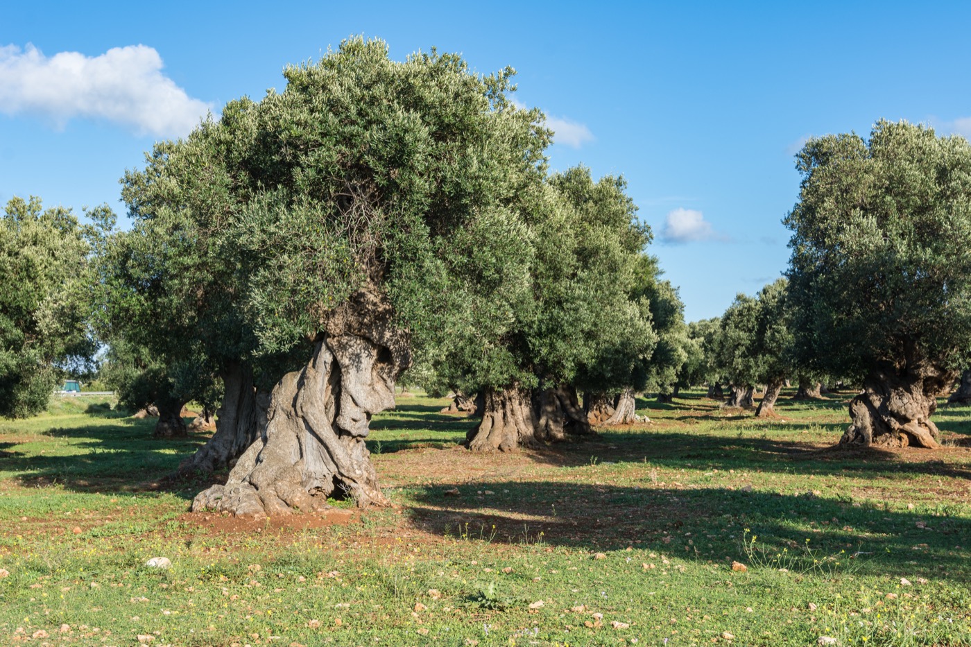 A centuries-old olive grove (Olea europaea) near Ostuni, Puglia, Italy, with rows of gnarled trees on rocky ground.