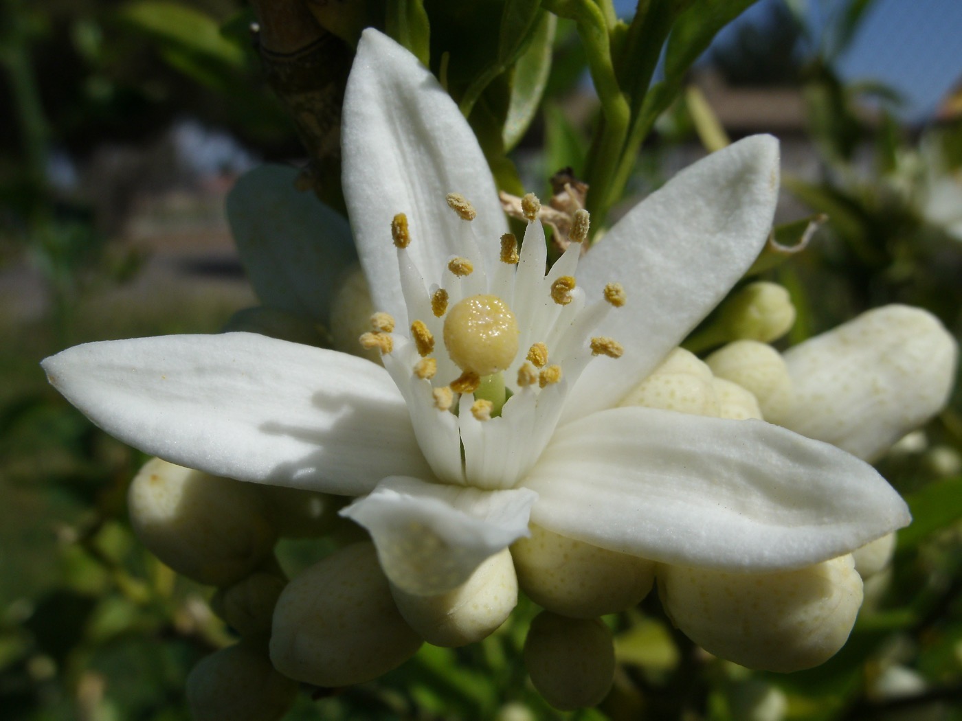 What is this small, fragrant, white, five-petalled flower growing among glossy green leaves?