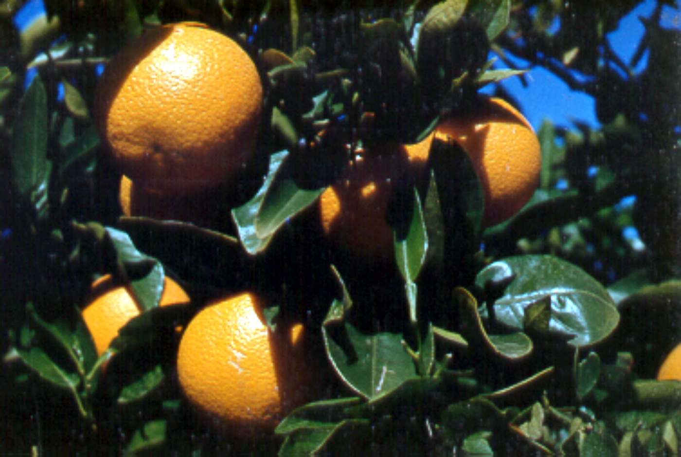 What are these round, orange fruits still attached to the tree by a short stem?
