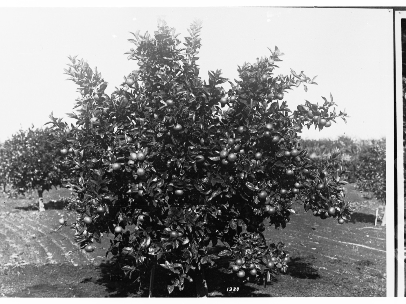 A row of orange trees (Citrus sinensis) with dense, glossy green canopies, photographed in a planted orchard.