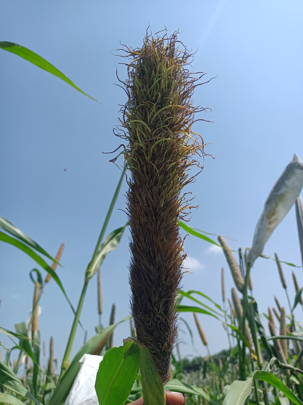 What has happened to this pearl millet head, which looks leafy and green instead of grain-filled?