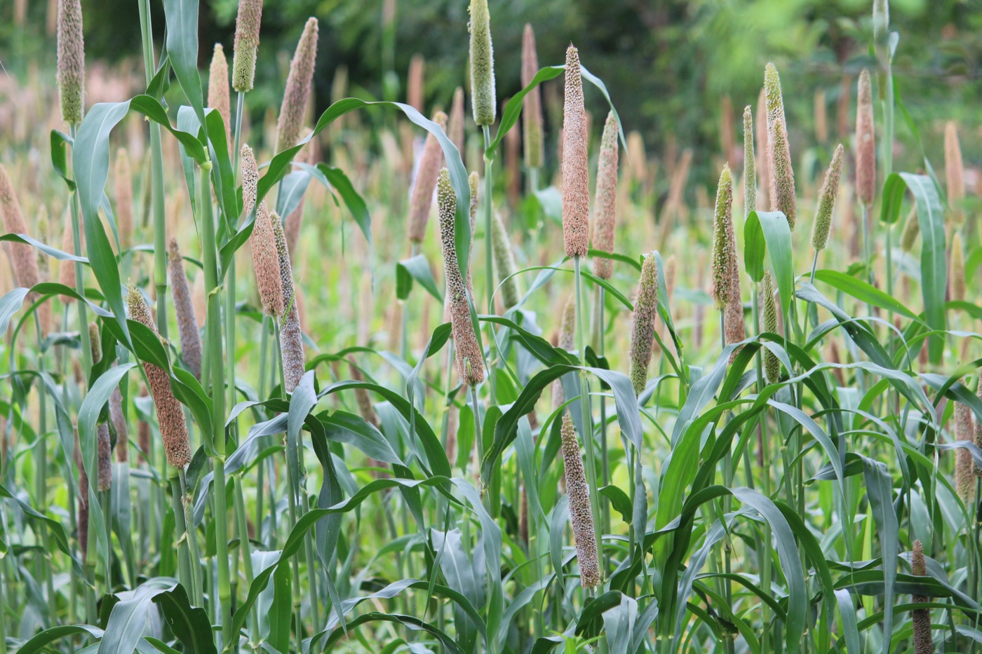 A field of pearl millet with tall stems topped by narrow, candle-shaped seed heads.