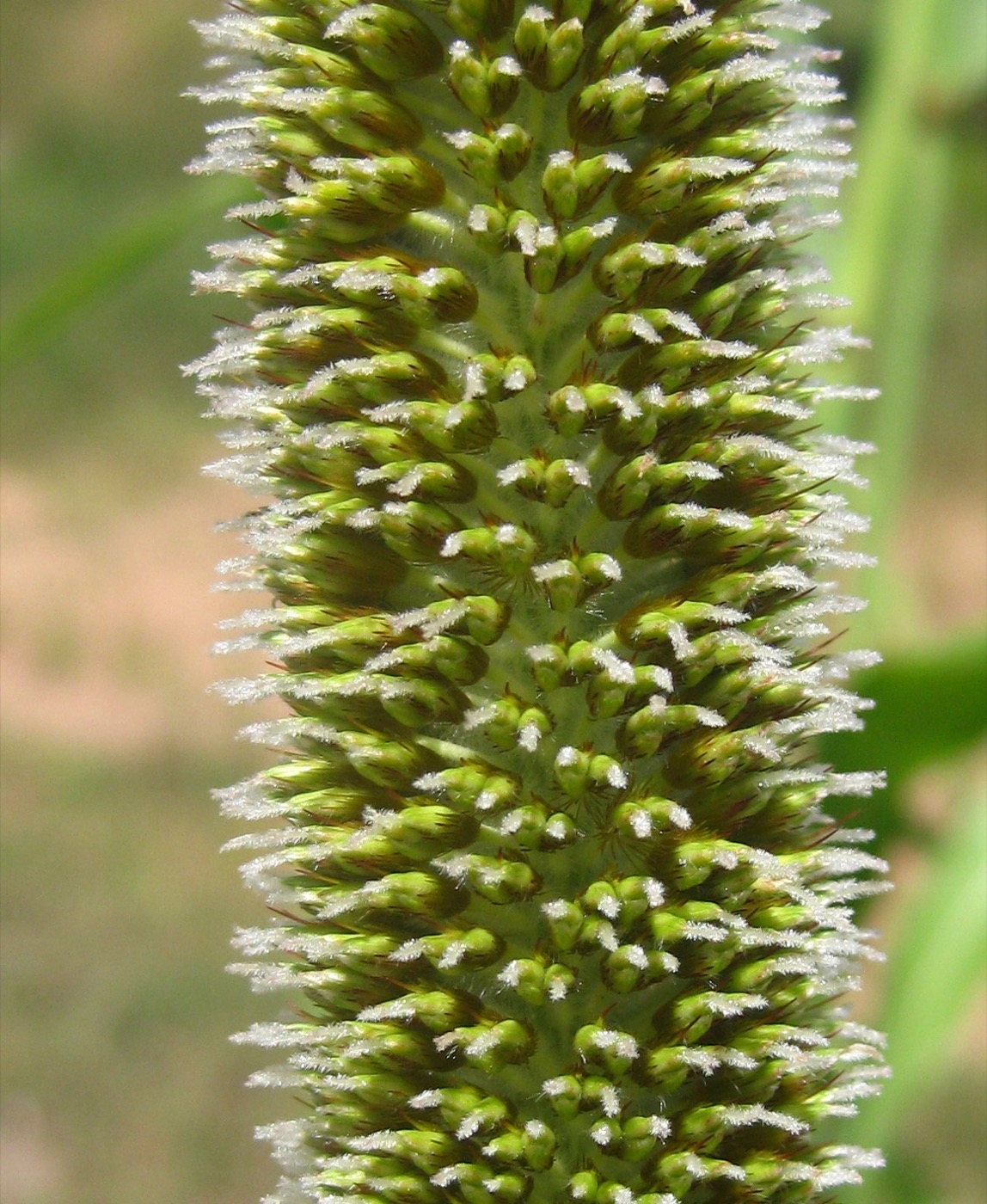 What is this narrow, spiky, candle-shaped head close up?